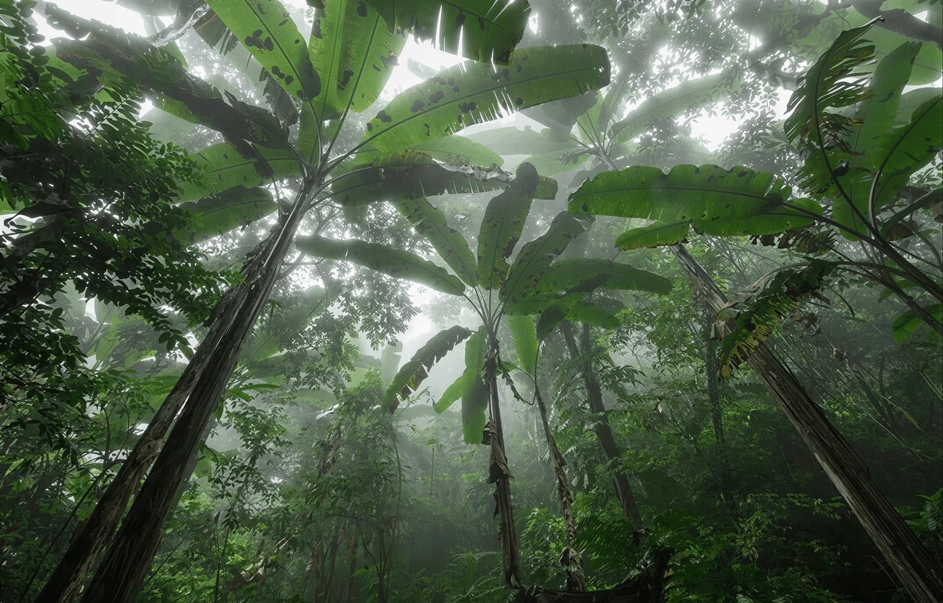Forêt tropicale dans la brume